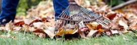 Pourquoi mieux vaut ne pas ramasser les feuilles mortes