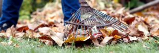 Pourquoi mieux vaut ne pas ramasser les feuilles mortes