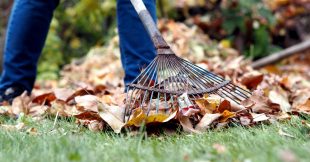 Pourquoi mieux vaut ne pas ramasser les feuilles mortes