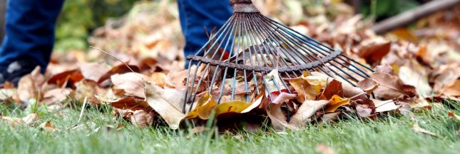 Pourquoi mieux vaut ne pas ramasser les feuilles mortes