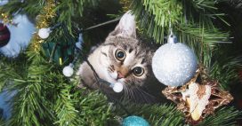 Noël : une fête magique, mais pas sans risques pour chiens et chats