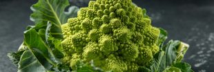 Le chou romanesco, des siècles d'évolution génétique pour sa forme fractale