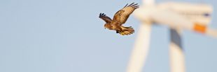 Les éoliennes d'EDF ont-elle tué des centaines d'oiseaux protégés ?