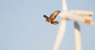 Les éoliennes d'EDF ont-elle tué des centaines d'oiseaux protégés ?