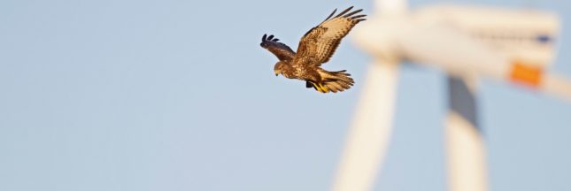 Les éoliennes d'EDF ont-elle tué des centaines d'oiseaux protégés ?