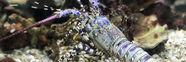 Pourquoi le homard est-il considéré comme immortel ?