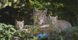 Jura : 3 lynx abattus, victimes collatérales d’une chasse ratée