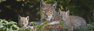 Jura : 3 lynx abattus, victimes collatérales d'une chasse ratée