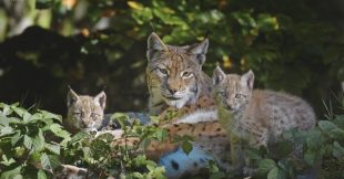 Jura : 3 lynx abattus, victimes collatérales d'une chasse ratée