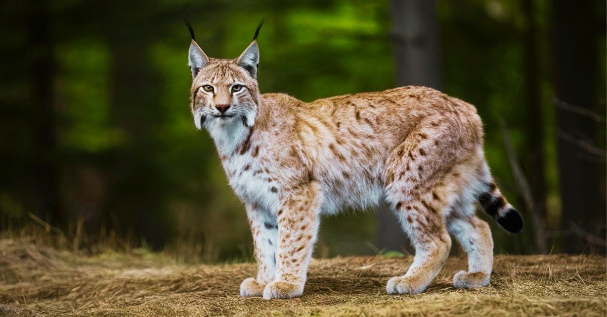 Les Allemands relâchent des lynx, la France en profite !