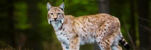 Les Allemands relâchent des lynx, la France en profite !