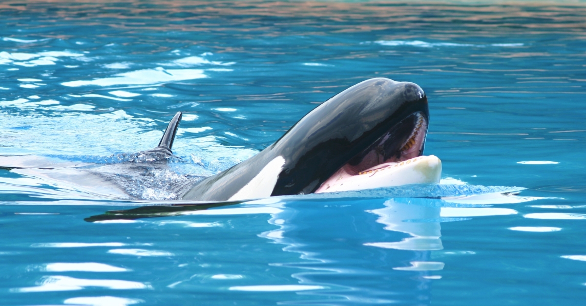 À Antibes, le parc Marineland ferme, que deviendront ses animaux ?