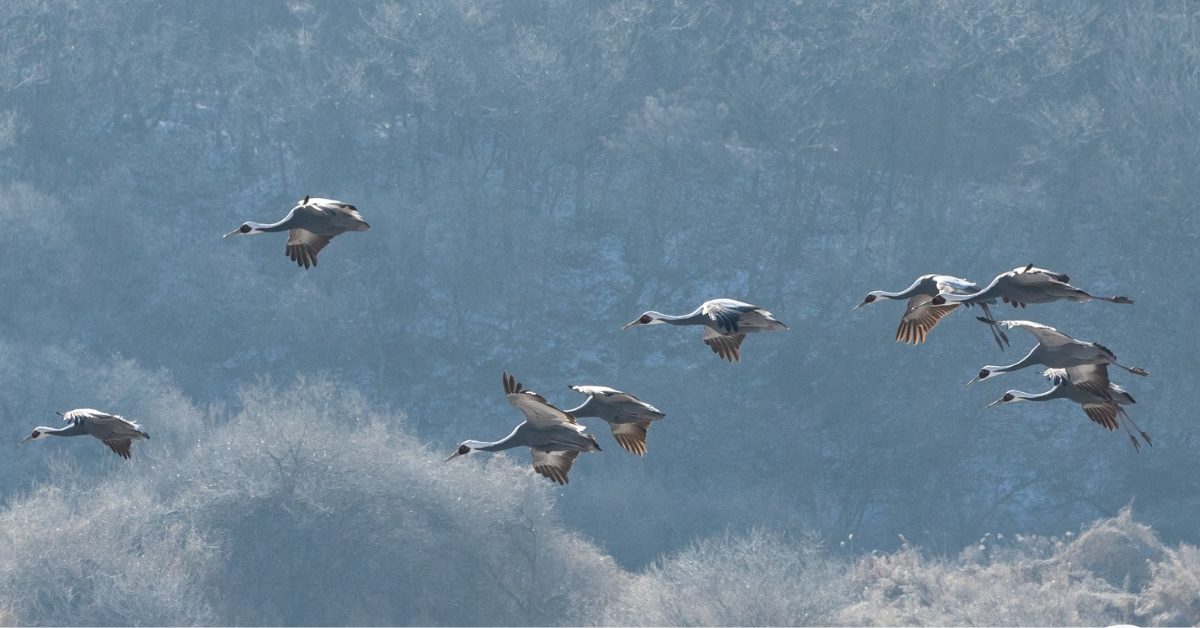 Oiseaux migrateurs : des super pouvoirs à tire d’aile