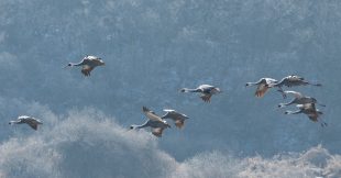 Oiseaux migrateurs : des super pouvoirs à tire d'aile