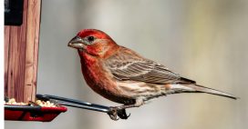 Les oiseaux ont faim ! Comment les aider efficacement tout au long de l’hiver