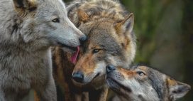 Le loup perd son statut d’espèce ‘strictement protégée’ : une décision controversée – Votre opinion ?