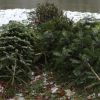 Sapin de Noël : peut-on le jeter en forêt ?