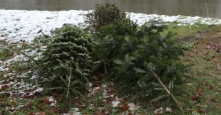 Sapin de Noël : peut-on le jeter en forêt ?