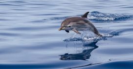 Protection des dauphins dans le golfe de Gascogne : la pêche est suspendue quatre semaines