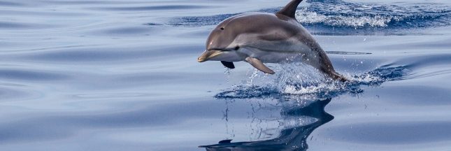 Le bruit des océans, une symphonie en danger