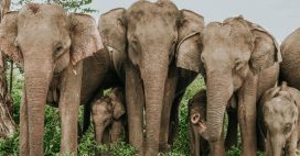 Arbres, animaux… Comment les espèces s’adaptent aux humains