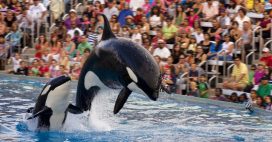 Parc Marineland d’Antibes : le sort de ses 4.000 animaux reste incertain