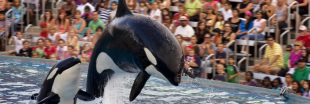 Parc Marineland d'Antibes : le sort de ses 4.000 animaux reste incertain