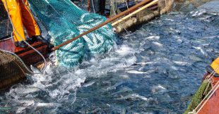 Bretagne : La pêche au saumon et à la truite de mer interdites pour 2025