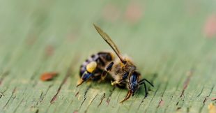 Retour des néonicotinoïdes : une régression pour l'écologie et la biodiversité