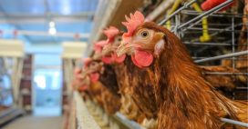 Révolution : le plus gros fonds du monde impose le bien-être animal aux géants de l’agroalimentaire !