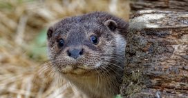 Bonne nouvelle : la loutre d’Europe est de retour !